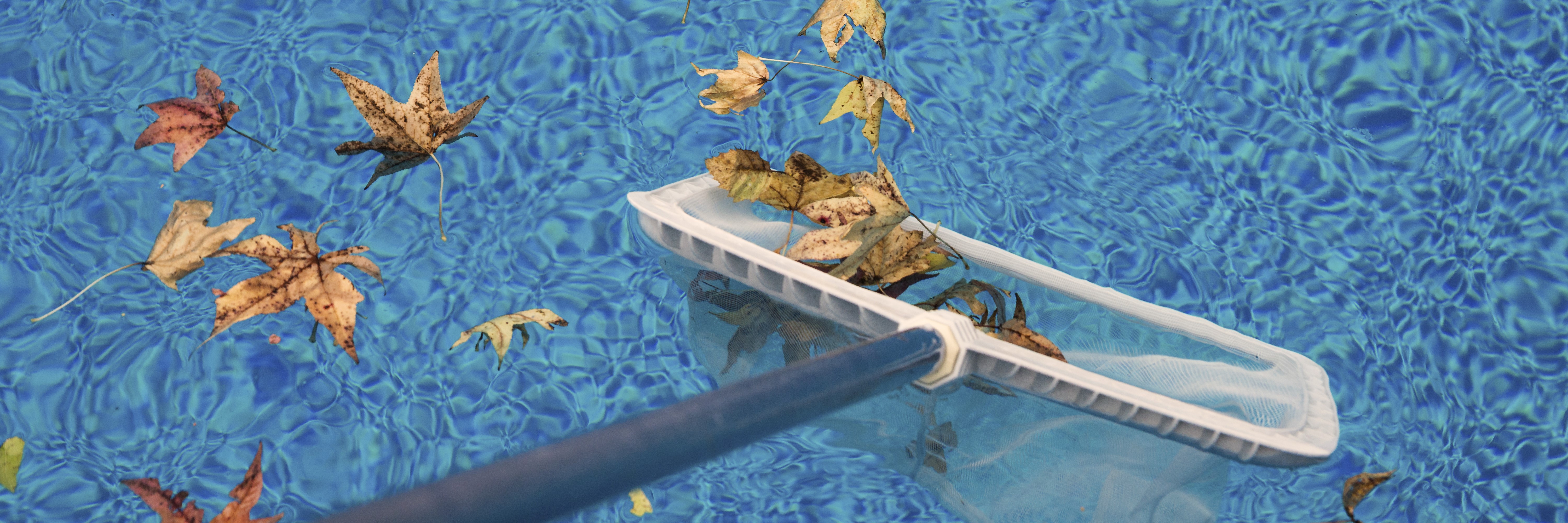 skimming leaves on a pool